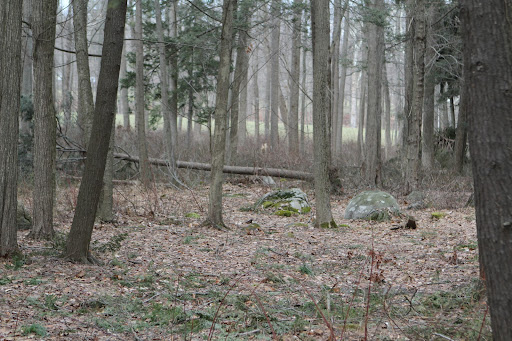 A pine tree down there