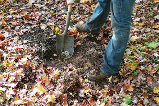 This soil is very fertile and rich in organic matter, as is evident from the thick layer of worm castings on the surface. Worm castings are the organic material that has been digested by earthworms and has tremendous nutritional value.
