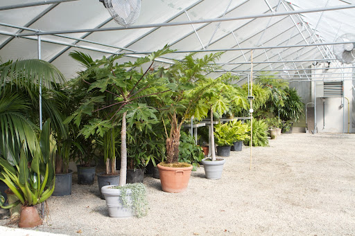 Every day, more plants are brought inside and soon, this structure will be filled to capacity. The heater is checked a couple of times each day to make sure the temperature remains comfortably warm inside. Too cold, plants will freeze - Too hot, plants will rot