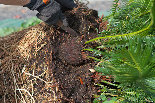 The pups were quite mature and removing them intact was a bit of a struggle. Ryan and Wilmer used a garden knife to dislodge them from the mother plant.