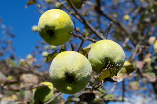 Quince skin is quite fuzzy and the fruit contains high levels of pectin, making it an excellent choice for jelly. At my dinner party on Saturday night, I served a delicious homemade quince ice cream, made with quince syrup.