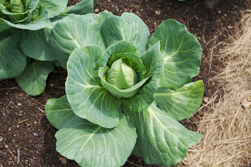 The cabbage heads are forming nicely. This one is Jersey Wakefield, a favorite for US gardeners since the 1840s. It quickly produces large, dense heads that have a sweet flavor, making it a popular cabbage for coleslaw.