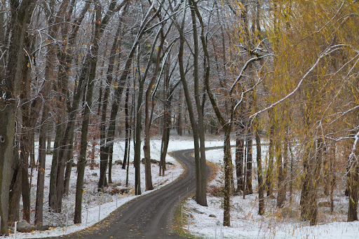 The windy road into the woods