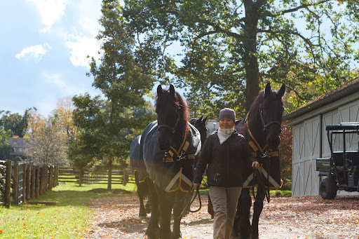 Dolma led the Friesians to their run-in paddock where they spent the night.