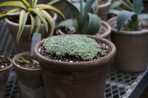 Artemisia pedemontana - This is a flat, silvery evergreen shrub for rock gardens, but I like how it looks in a pot.