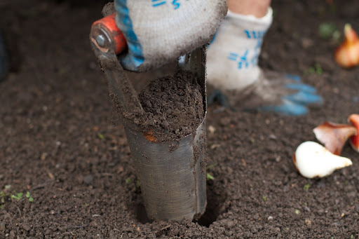 And out it comes. As far as depth goes, the general rule of thumb is to be certain that the top of each bulb is covered with 3