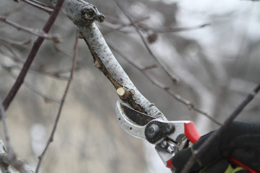The idea is to leave slight stubs. By removing any more, the remaining branch has too much of an opening for disease to enter.