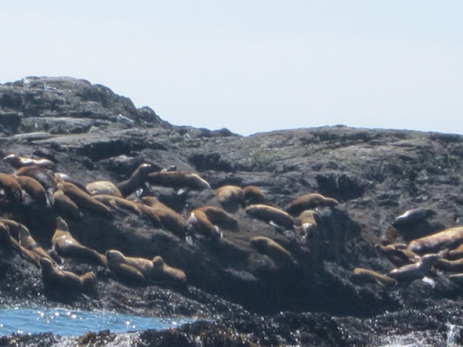 We encountered an island flecked with harbor seals and another one dotted with sea lions.