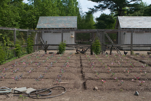 The brassicas (cabbage, broccoli, cauliflower, etc.) were planted several weeks ago and are growing very nicely.