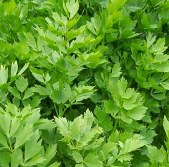 Lovage leaves have an excellent, warm flavor, sort of a cross between celery and anise and it's delicious in soups and stews.