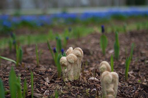 These fuzzy alien-like objects just poked through the ground and they are the fiddleheads of cinnamon ferns. Cinnamon ferns are quite large, with fronds growing up to six feet long and a foot wide.