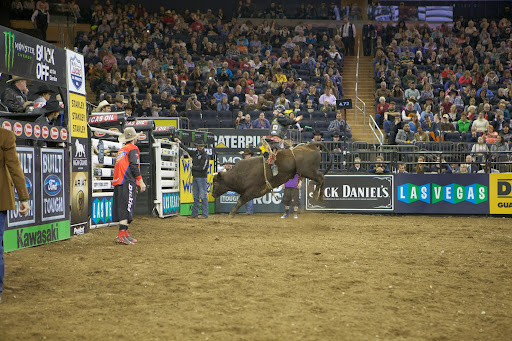 More than 1,200 bull riders from the US, Australia, Brazil, Canada, and Mexico belong to PBR. They compete in more than 300 bull riding events per year.