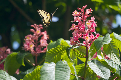 A nice closeup of the red horse chestnut flower. As you can see, it's quite popular with bees and butterflies, like this yellow swallowtail.