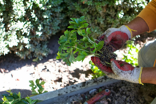While the boxwood were being planted, Gyurme was filling in the space around the garden with some of the 20 flats of pachysandra purchased at Hardscrabble.