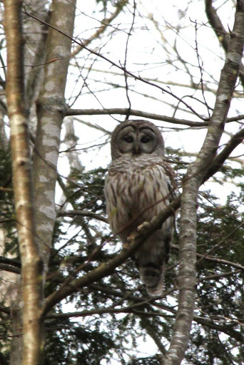 A Barred Owl - This woodland raptor has a distinctive hoot that sounds like 'who-cooks-for-you, who-cooks-for-you-all.'
