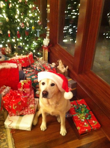 Adia Benson - Editorial assistant - I spent Christmas in Minnesota with my boyfriend’s family. This is their yellow lab, Kayla, wearing a Santa hat next to the Christmas tree.
