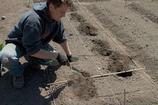 Ryan wanted to get all of the brassicas - cabbage, cauliflower, broccoli, etc. - in the ground. He devised a string and stake for marking out placement of the holes.