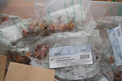 Van Engelen's Bantam, CT warehouse begins to fill up with flower bulbs in mid-August, when the first of dozens of refrigerated containers arrives from a two-week Atlantic crossing.