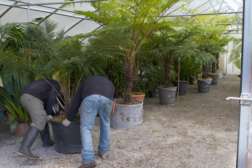 At that time, so many of these tropical plants were still outdoors and suffered snow damage.