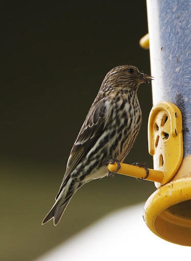 Female house finches have no red markings. Instead, they are grayish-brown with thick blurry streaks.