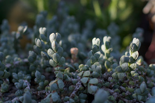 This fleshy plant is a member of the crassula family, a large genus of succulent plants containing many species.