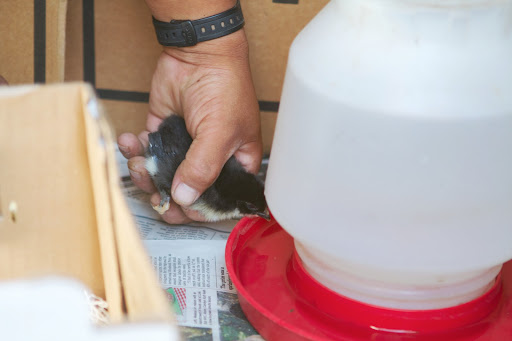 Normally, when receiving newly hatched chicks, they need a lesson in drinking. This is done by dipping their bills into the water. However, these chicks had already learned that lesson so dipping was unnecessary.