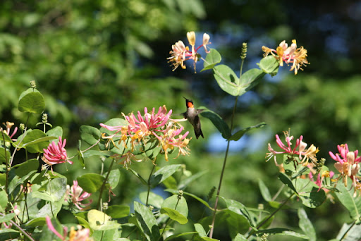 Charlie has worked quite diligently creating his hummingbird paradise. This is a male Ruby-throated hummingbird, which is the only kind of hummingbird found in the Northeast. It's very interested in this Pink Lemonade honeysuckle.