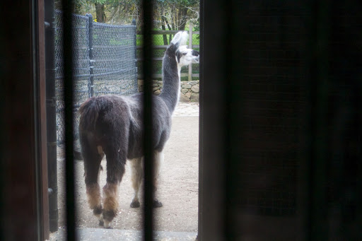 Llamas and alpacas