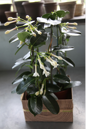In last August's blog, I showed this photo of a birthday gift of stephanotis from my friend, Susan Warburg.