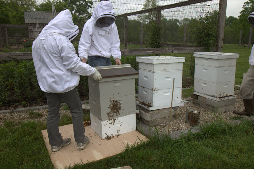 The hives were closed. The bees will figure out which hive to call home and if all goes according to plan, each hive will have a queen and eggs will be laid. If no eggs are found after a few days, D.J. will introduce another queen into the hive.