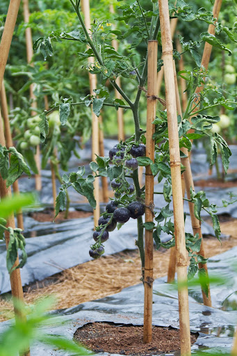 This dark purple tomato is a variety called Indigo Rose. It contains high levels of anti-oxidants.