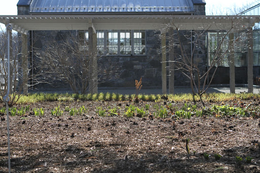 Hosta and other perennials are finally emerging in the perennial beds. This garden is adjacent to the shade pergola next to the greenhouse.
