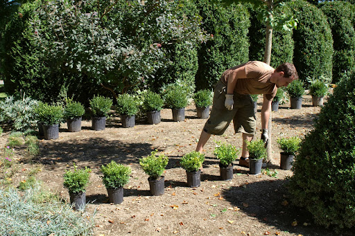 Ryan also positioned the 100 Tide Hill boxwood, a charming, dwarf, spreading boxwood that grows to only 1' in height.