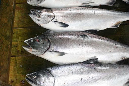 Chinook salmon, the largest species in the salmon family, is native to the cold waters of Canada.