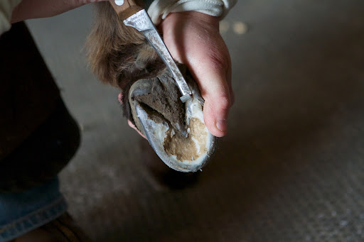 On yesterday's blog, I showed you that my Friesian horses were getting their winter shoes. The farrier also trims the donkey's hooves on a regular basis. Linda first cleans the bottom of the hoof.
