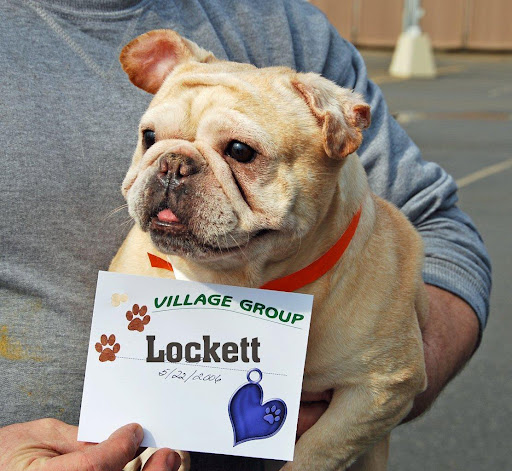 Lockett at intake - It's been a long time since I've gotten a good check up and some nose butter. I need the spay treatment, heart-worming stuff, and those vaccinations. Say it's for Lockett I'll love you forever!