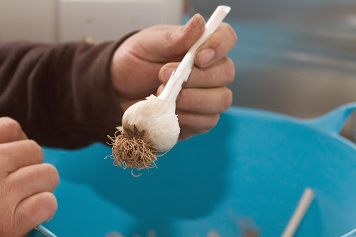 This type of garlic is known as hardneck, for its stiff central stalk. The more common supermarket garlic is called softneck, producing long-lasting bulbs with many cloves around a soft center stem.