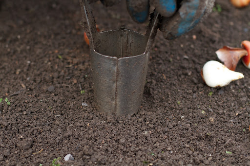 The soil in the terrace garden very easy to dig and a small hand-held bulb planter works quite well.
