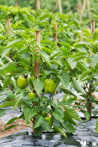 Ryan, my gardener, planted many varieties of peppers both sweet and hot. This is a nicely shaped bell pepper.
