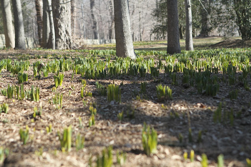 The long daffodil border that cascades the border of the property along Maple Avenue is really making progress.
