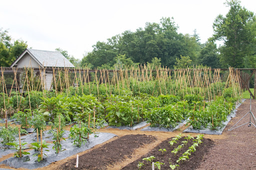 The vegetable garden is growing very nicely. In this corner are the assorted tomatoes, peppers, and eggplants. I'll soon be able to make a delicious ratatouille.