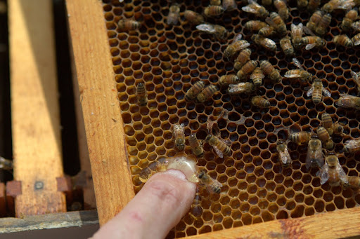 Removing some of the burr comb exposed some honey, which was quite pale in color and tasted very sweet and flowery.
