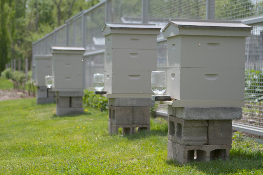 The bee hives are now located next to the cutting garden near the greenhouse. They were cleaned out and given a fresh coat of paint.