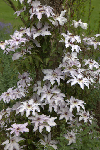 Each post of the pergola is planted with clematis in varying shades of purple. This one is nearly white.