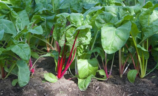 This chard is called Five Color Silverbeet, or Rainbow Chard. When it matures, the chard will be a technicolor mix with shades of red, orange, purple, yellow, and white. It's so much fun to grow, to cook, and to eat this variety.
