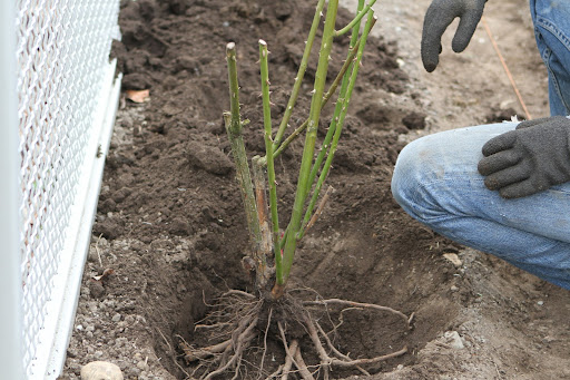 In warmer climates, position the rose so that the bud union is at or just above ground level. In colder climates, like mine, the bud union should be 1-inch to 2-inches below ground level.