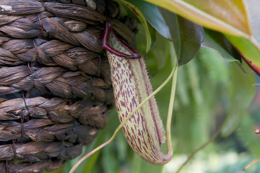 The most frequent prey for these pitchers are ants and other insects and occasionally small lizards.