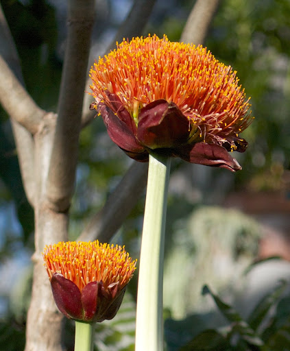 The common name of scadoxus is paintbrush lily and it is in the same family as amaryllis. Like amaryllis, the foliage emerges as the flower stalk fades.