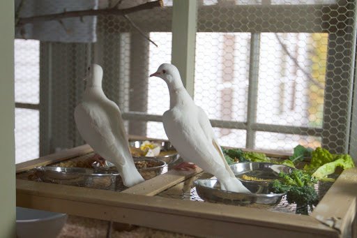 Because they're not easily frightened, doves are actually quite good for use in magic because they don't mind being in a magician's cloth handkerchief or inside their dark top hat.