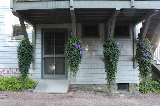 Hanging from the stable rafters are morning glories. They are named as such because the blooms open in the early morning and begin to fade as the day goes on.